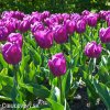 fialovy tulipan triumph negrita 6