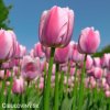 růžový tulipán ollioules 2