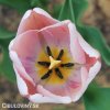 růžový tulipán ollioules 4