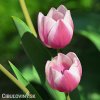 růžový tulipán ollioules 6