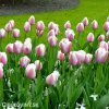 růžový tulipán ollioules 7