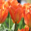 oranzovy tulipan triumph orange breeze 3