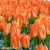 oranzovy tulipan triumph orange breeze 5