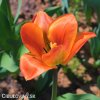 oranzovy tulipan triumph orange breeze 6