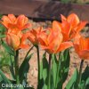 oranzovy tulipan triumph orange breeze 7
