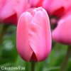 ruzovy tulipan pink impression 1