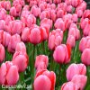 ruzovy tulipan pink impression 3