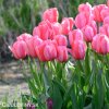 ruzovy tulipan pink impression 4