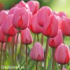 ruzovy tulipan pink impression 2