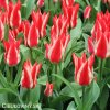 cervenobily tulipan pinocchio 6