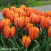 oranzovy tulipan Prinses Irene 3