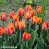 oranzovy tulipan Prinses Irene 5