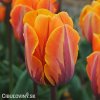 oranzovy tulipan Prinses Irene 1