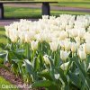 bily tulipan triumph purissima 3
