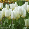 bily tulipan triumph purissima 5