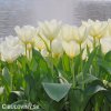 bily tulipan triumph purissima 6