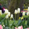 bily tulipan triumph purissima 7
