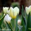 bily tulipan triumph purissima 8