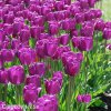 fialovy tulipan triumph purple prince 5