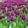 fialovy tulipan triumph purple prince 7