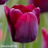 cerveny tulipan triumph ronaldo 3