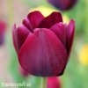 cerveny tulipan triumph ronaldo 6