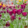 cerveny tulipan triumph ronaldo 7