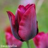 cerveny tulipan triumph ronaldo 1