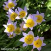 ruzovozluty tulipan saxatilis 4