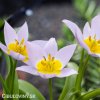 ruzovozluty tulipan saxatilis 7