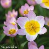 ruzovozluty tulipan saxatilis 1