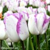 bilo fialovy tulipan triumph shirley 3
