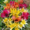 Smes nizkych tulipanu Mix botanickych tulipanu 2