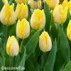 žlutý tulipán sunny prince 2