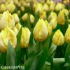 žlutý tulipán sunny prince 3