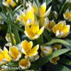 zlutobily tulipan tarda 3