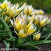 zlutobily tulipan tarda 7