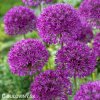 fialovy cesnek allium purple sensation 2