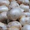 fialovy cesnek allium purple sensation 5
