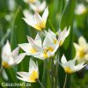 bily nizky tulipan turkestanica 4