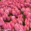 ruzovy tulipan van eijk 2