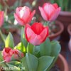 ruzovy tulipan van eijk 6