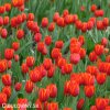 cerveny tulipan worlds favourite 2