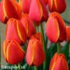 cerveny tulipan worlds favourite 4