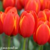 cerveny tulipan worlds favourite 1