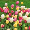 tulipan darwinuv smes barev mix 6