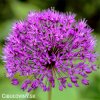 fialovy cesnek allium purple sensation 1