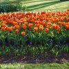 oranzovy tulipan kaufmanniana early harvest 2