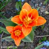 oranzovy tulipan kaufmanniana early harvest 3