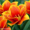 oranzovy tulipan kaufmanniana early harvest 4